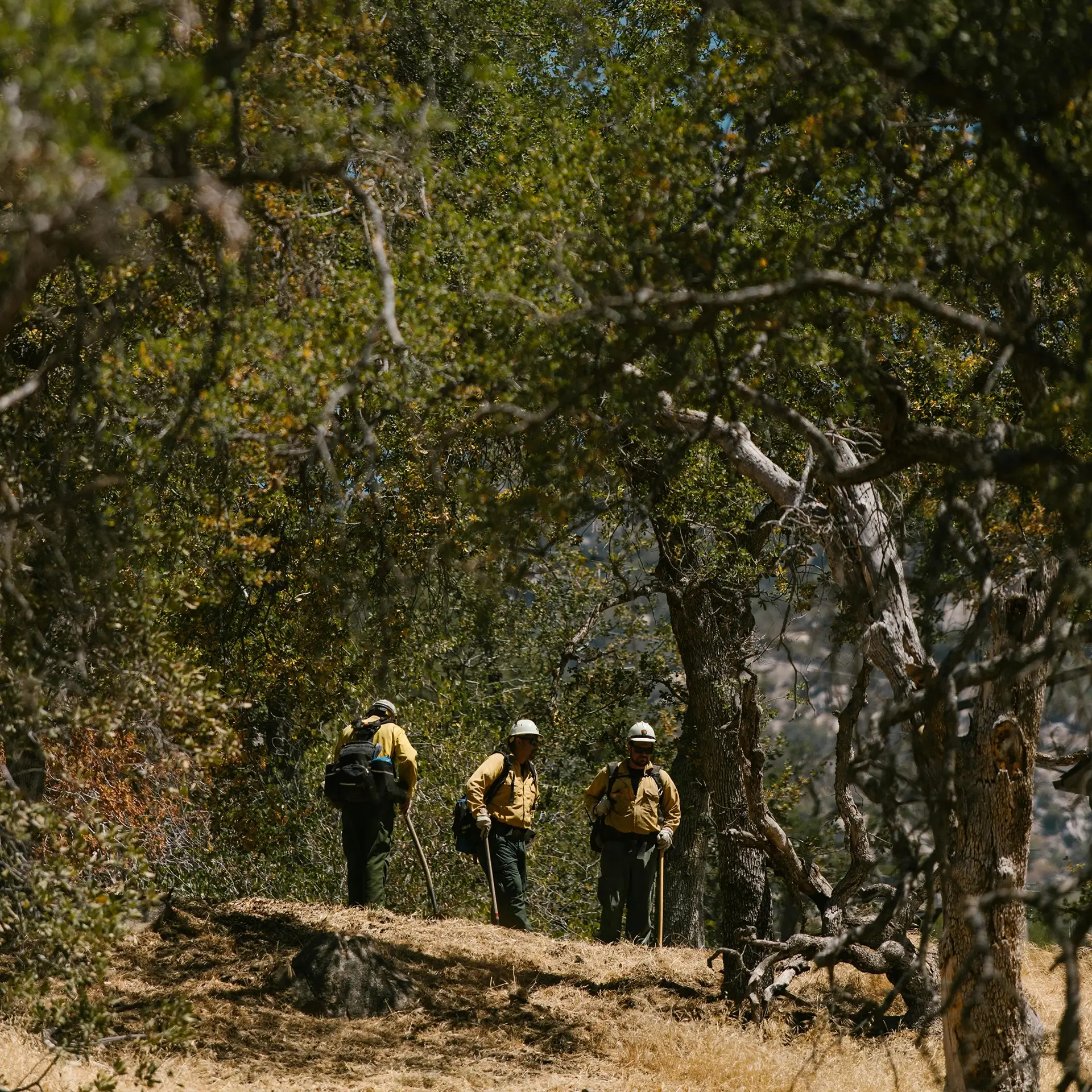 Crew members walking a fire trail through bushland